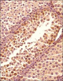 OPA1 Antibody (1284B) - Azide and BSA Free, Novus Biologicals 0.1 mg; Unconjugated:Antibodies,